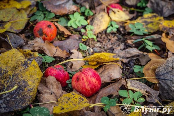 Прогноз погоды на 13 октября в Великих Луках