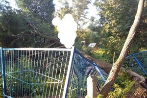 В Великих Луках дерево упало на забор садика (ФОТО)