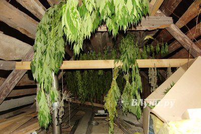 Дачник из Гдовского района отправится в колонию за выращивание конопли (фото)