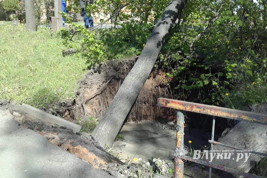 В Великих Луках дерево упало на провода (ФОТО)