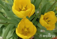 Сегодня в Великих Луках ожидается дождь