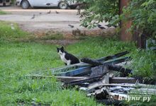 Фотофакт: Горелые сараи в центре Великих Лук превращаются в свалку (фото)