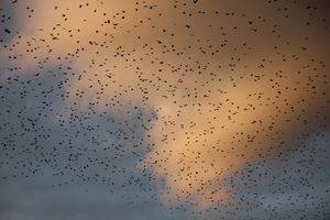 День города: концерт, аэростаты и салют (ФОТО)