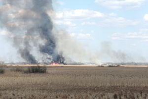 В Великих Луках вновь жгут траву (ФОТО)