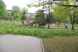 На площади Калинина убирают лишние деревья (ФОТО)