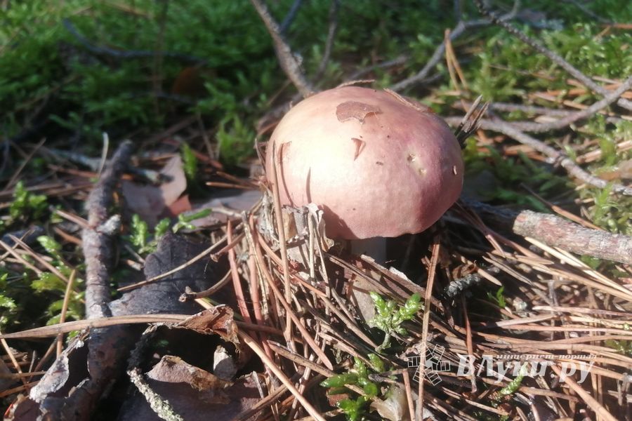 © ВЛуки.ру/ Ирина Ловчая