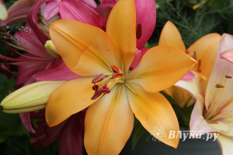 «Парад детских колясок» в День семьи, любви и верности (ФОТО)