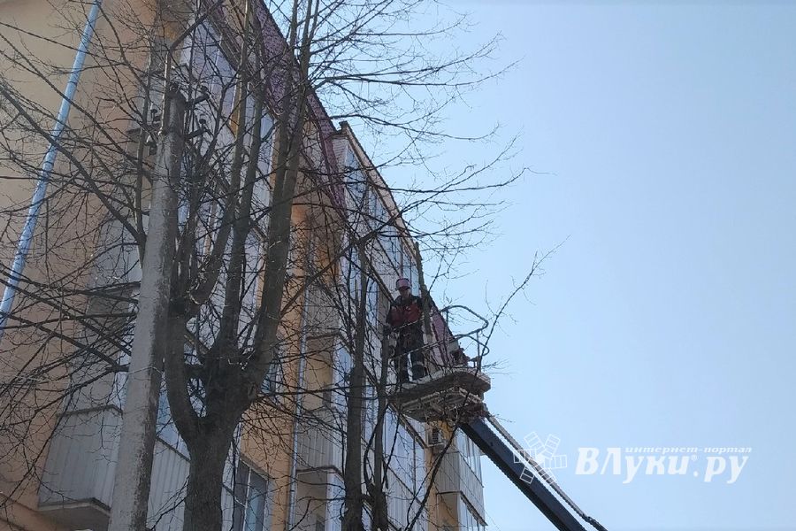На Пионерской пилят деревья (ФОТО)