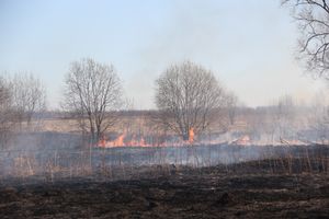 Великолукский район полыхает (ФОТО; ВИДЕО)