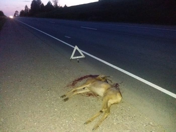 Под Великими Луками водитель сбил косулю (ФОТО)