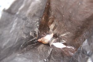 В Великих Луках прошёл Рыболовный фестиваль (ФОТО)