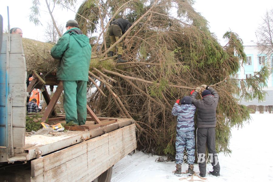 Ёлочка приехала! (ФОТО)