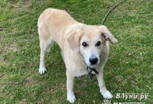 В Бежаницком муниципальном округе введён карантин по бешенству