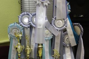 В Великих Луках прошла выставка кошек (фото)