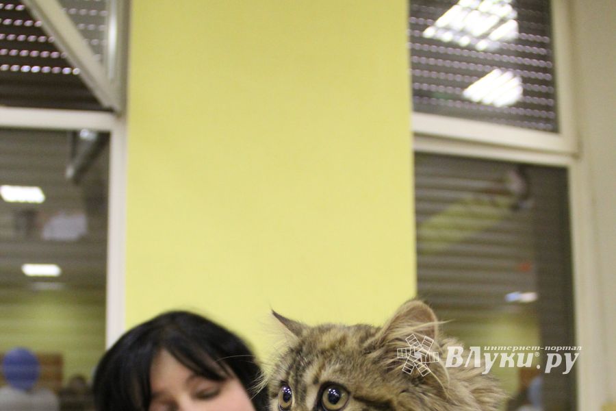 В Великих Луках прошла выставка кошек (фото)