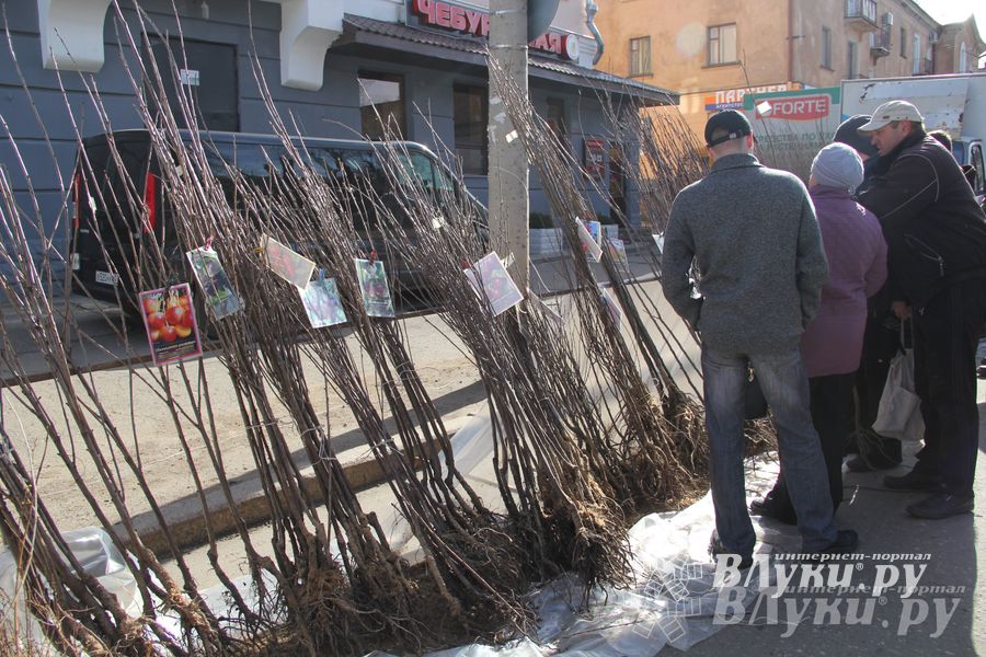 Универсальная торговая ярмарка «Весна-2015» прошла в Великих Луках (фото)