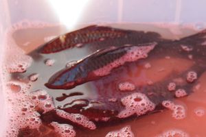 В Великих Луках прошла универсальная осенняя ярмарка (ФОТО)