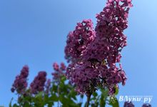 Прогноз погоды на 4 июня в Великих Луках