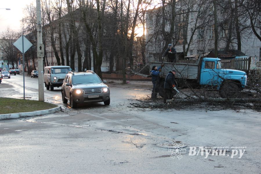 В Великих Луках дерево упало на проезжую часть 