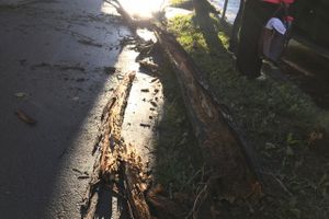 В Великих Луках стихия наломала немало (ФОТО)