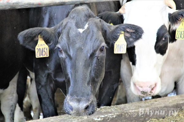Правительство Псковской области окажет поддержку производителям молока