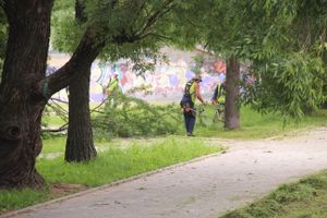 В Великих Луках сажают, стригут и красят (ФОТО)
