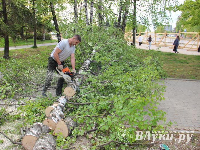 На площади Калинина убирают лишние деревья (ФОТО)