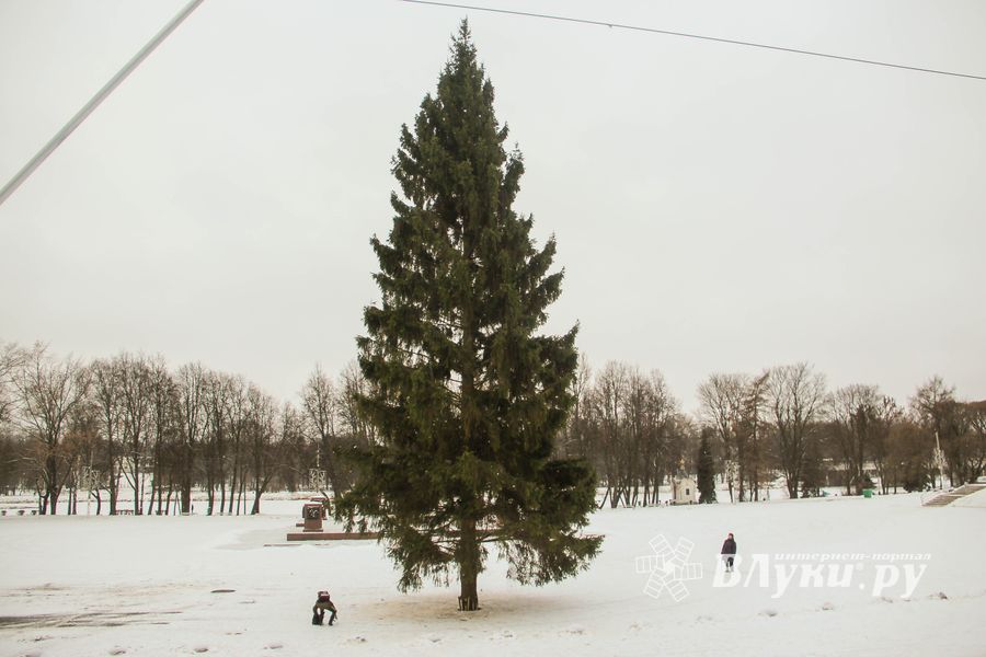 Ёлочка приехала! (ФОТО)