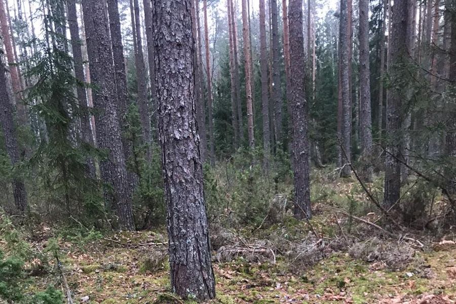 Великолукская семья навела порядок в Сенчитах (ФОТО)