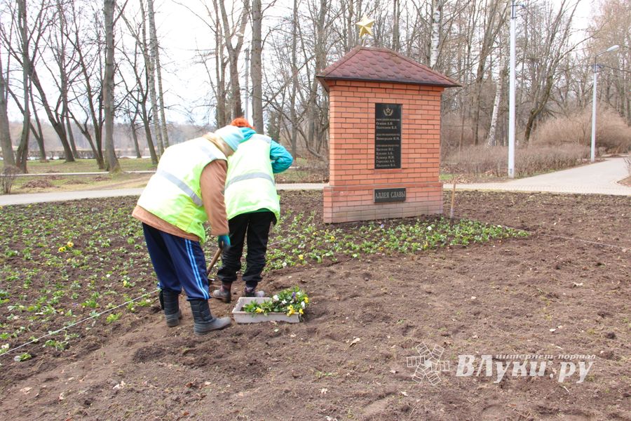 Виолы первыми появились на клумбах Великих Лук (ФОТО)