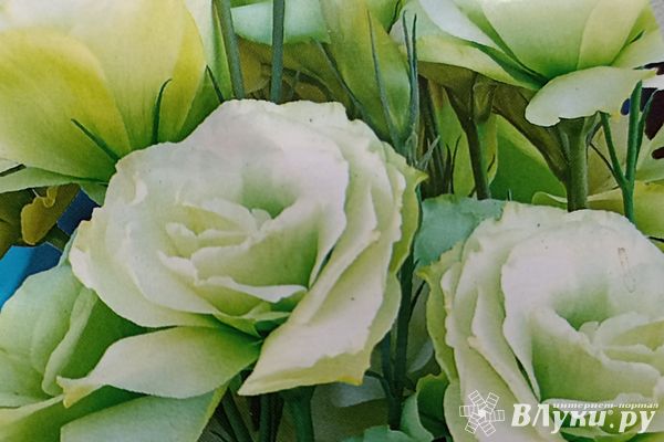 В Псковской области уничтожат 10 тысяч зараженных эустом