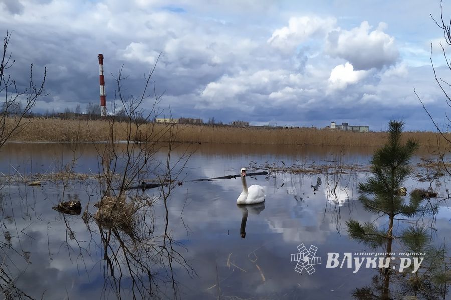 ВЛуки.ру