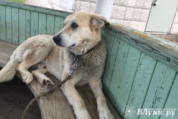 В Куньинском районе введён карантин по бешенству