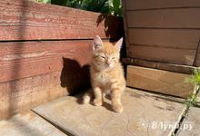 Прогноз погоды на 27 июня в Великих Луках