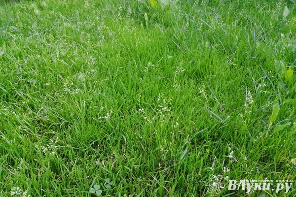 Иностранцам предложили ограничить права на покупку земли в РФ