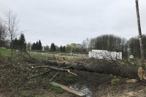 В будущем Петровском парке завершается очередной этап работ (ФОТО)