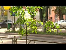 Импульс-ТВ: «Озеленение»