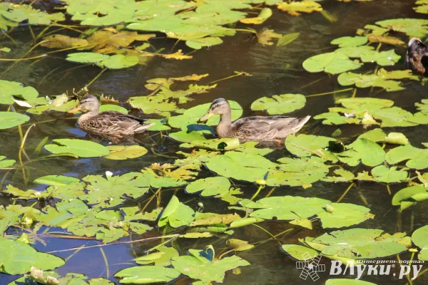 Сегодня великолучанам обещают дождь