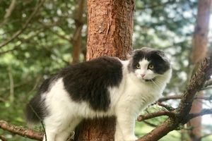 ВЛуки.ру и «Zooбастики» объявляют фотоконкурс «Мурлето» (0+)