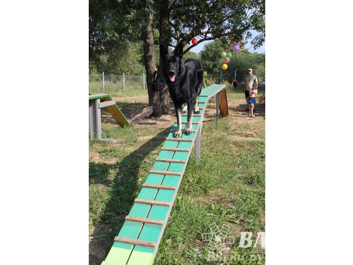 День открытых дверей на спортивно-дрессировочной площадке