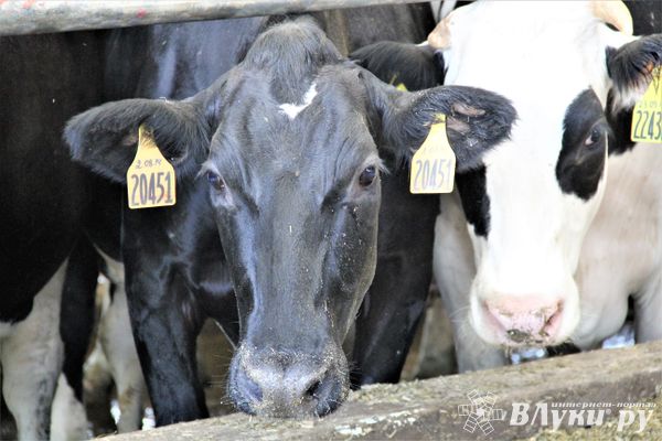 Почти на 22% выросло производство продукции сельского хозяйства в Псковской области