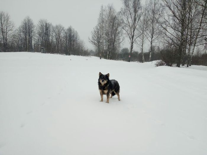 Усвятский Хатико ждёт своих хозяев на «Ниве» (ФОТО)