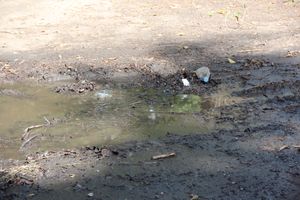 Великие Луки после дождичка в четверг (ФОТО)