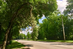 Ветка на проспекте Гагарина клонится в сторону неизбежности... (ФОТО)