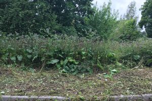 Дятлинку покосили (ФОТО)