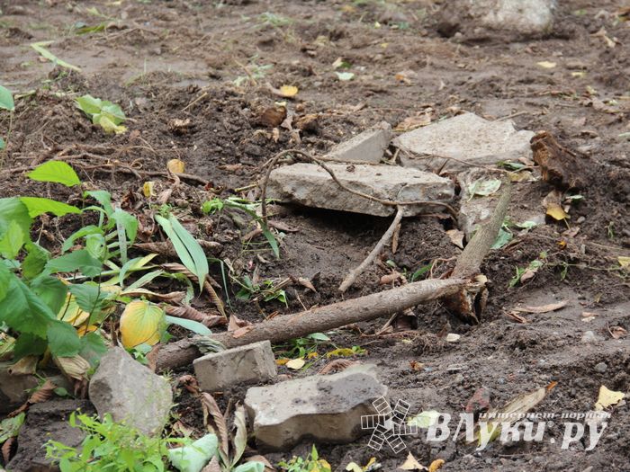 Куда исчезли пихты у Свято-Вознесенского собора в Великих Луках