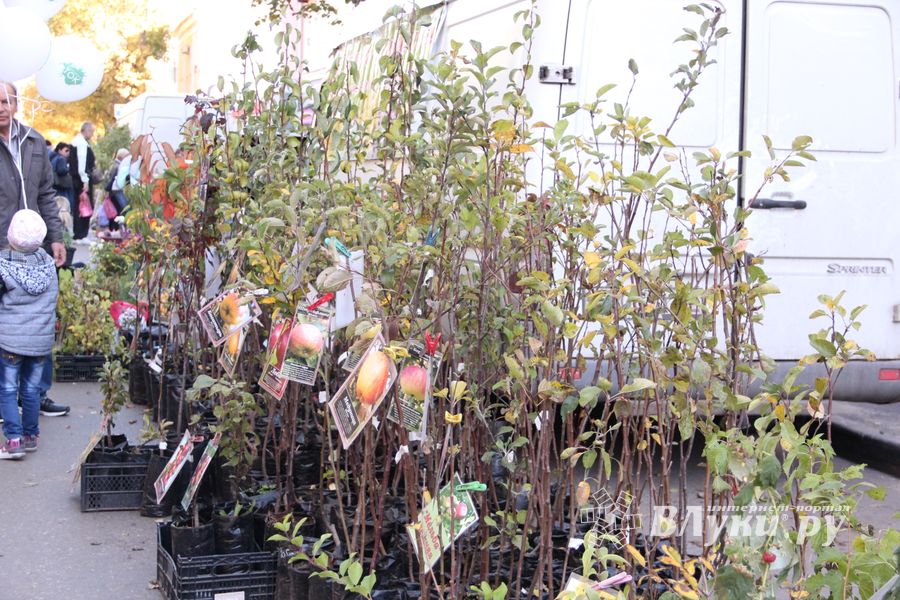 Торговая ярмарка «Осень-2016» прошла в Великих Луках (ФОТО)