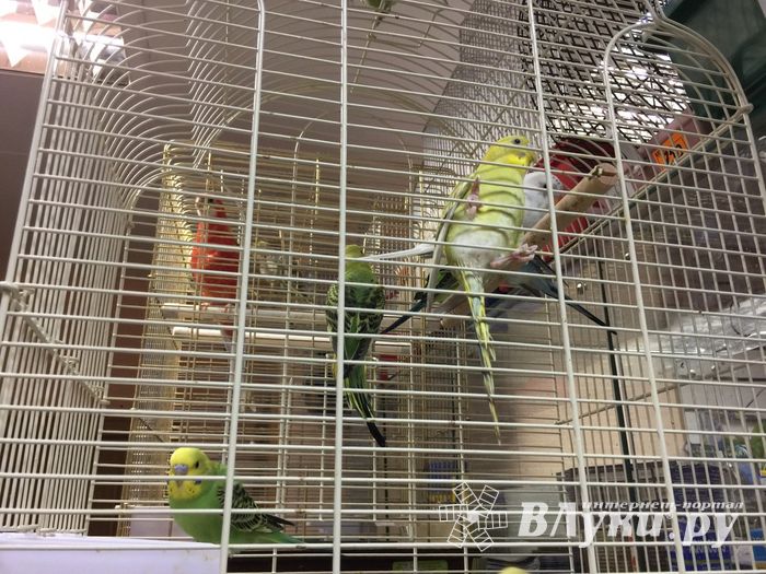 «Zooбастики»: подарите праздник своим любимцам! (ФОТО+ВИДЕО)