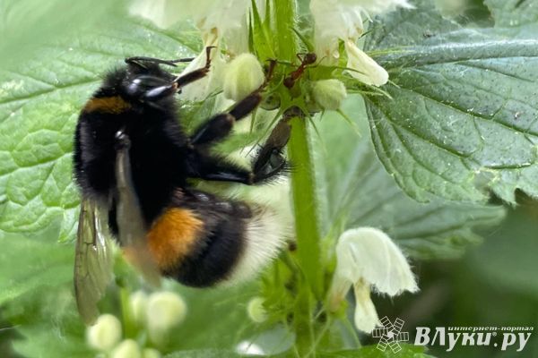Прогноз погоды в Великих Луках на 21 августа