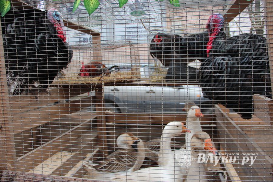 В Великих Луках проходит Весенняя ярмарка